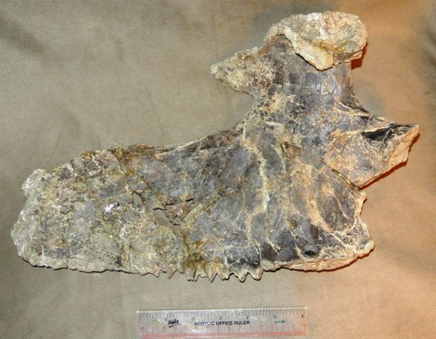 Camarasaurus sacral rib section